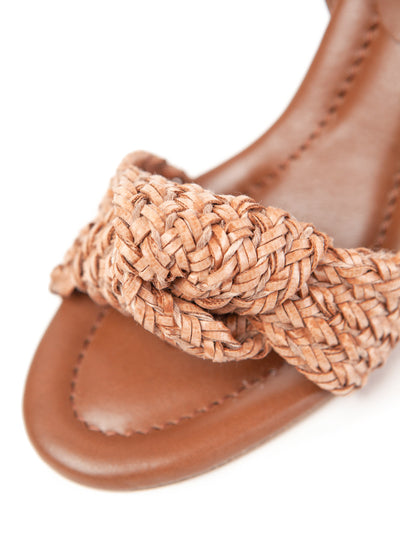 CAMELIA - CALCUTTA CAMEL